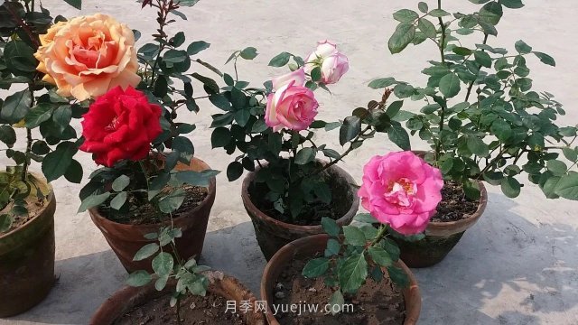 盆栽月季度夏養(yǎng)護(hù)手冊(cè)，病蟲(chóng)害防治和促花技巧(圖1)