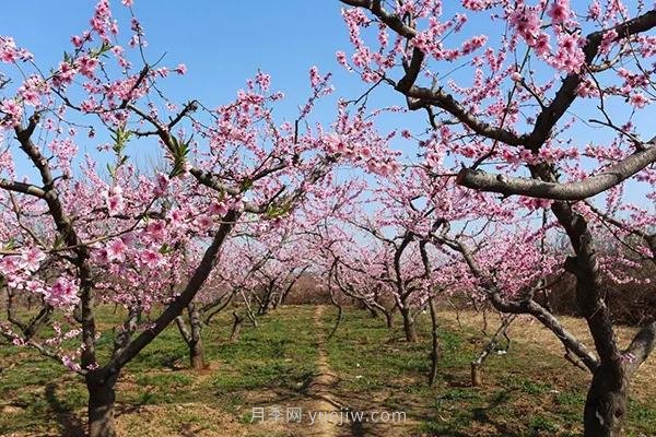 各地賞花經(jīng)濟(jì)興起，這些月季苗木又火了一把(圖1)