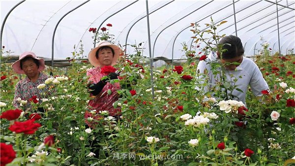 平頂山葉縣：花卉產(chǎn)業(yè)綻放“美麗經(jīng)濟(jì)”(圖1)