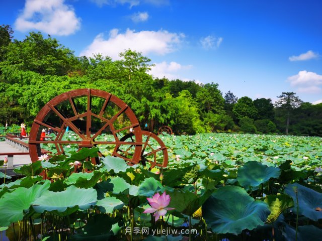 南寧青秀山景區(qū)推出水生花卉觀賞季(圖2)