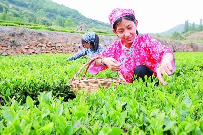 蘭陵鄉(xiāng)村振興：廣袤田間鋪展多彩畫卷(圖1)