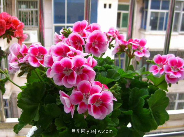 夏天不能買(mǎi)的7種花，再漂亮也要管住手(圖2)