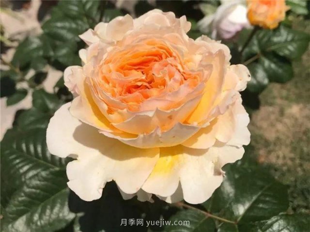 夏天隨便養(yǎng)，20個(gè)不怕熱的耐熱月季品種推薦(圖4)