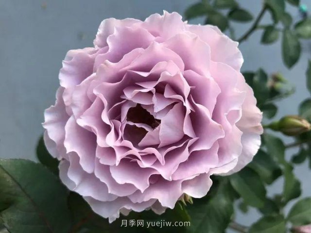 夏天隨便養(yǎng)，20個(gè)不怕熱的耐熱月季品種推薦(圖12)