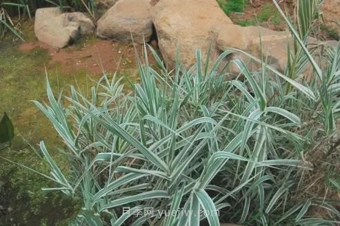 城市河道治理中常用的挺水植物(圖3)