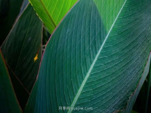 城市河道治理中常用的挺水植物(圖6)