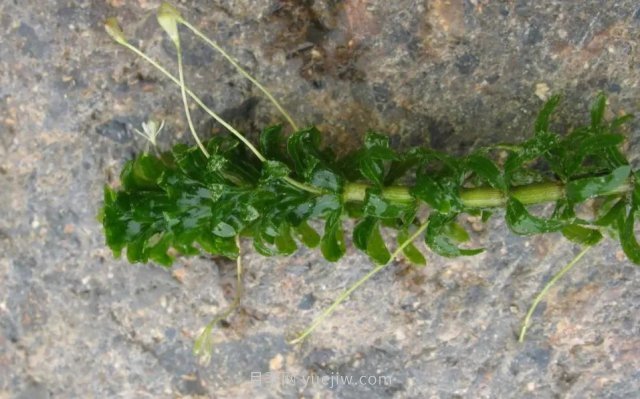 城市河道治理中常用的沉水植物(圖1)