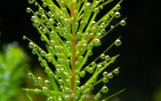 城市河道治理中常用的沉水植物(圖2)