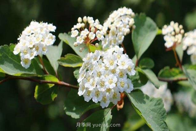 北方常見(jiàn)的16種護(hù)坡植物(圖1)