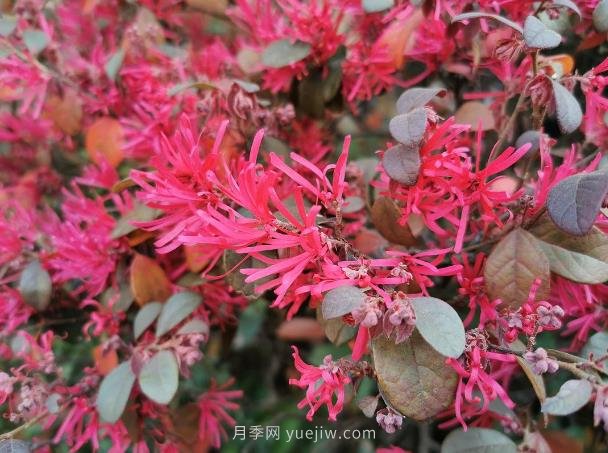 紅花檵木的養(yǎng)護管理(圖1)