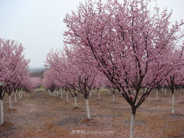 如何挖好一個(gè)標(biāo)準(zhǔn)的種植穴(圖1)