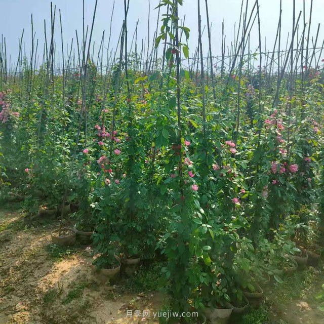 南陽藤本月季基地大量出售，品種花色多(圖1)