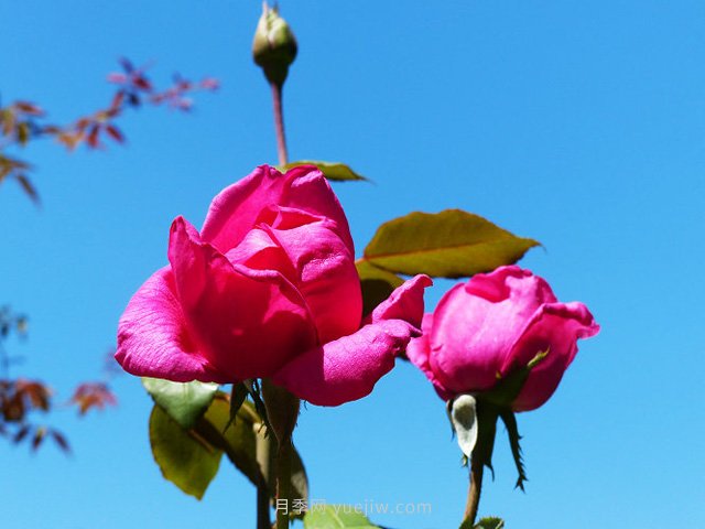 紅色光芒月季(圖1)