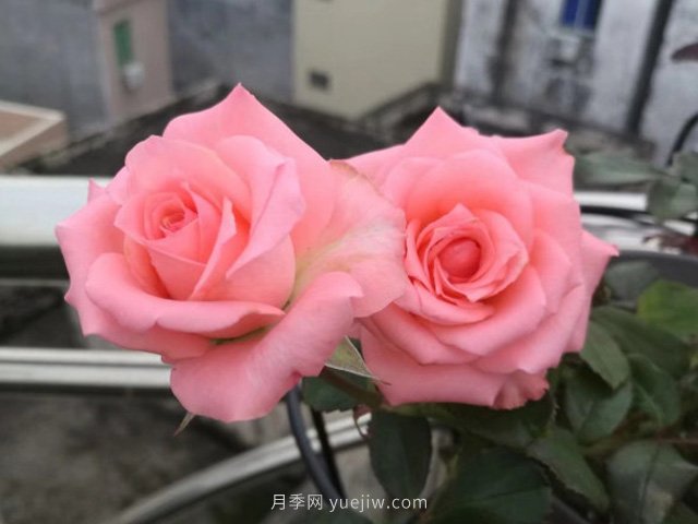 戴安娜玫瑰花的花語是什么？(圖1)