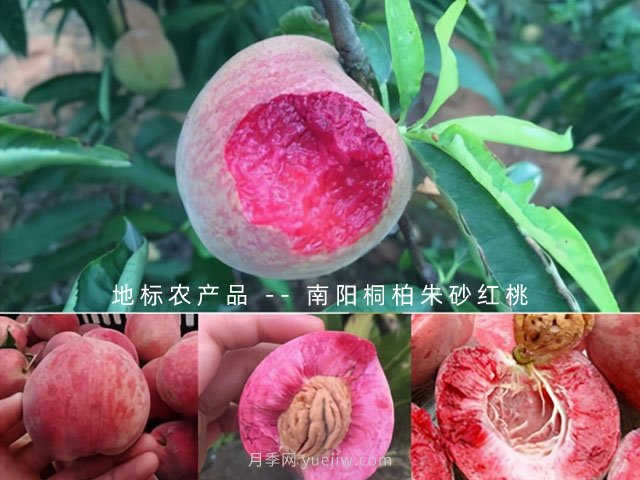 桐柏朱砂紅桃(圖3)