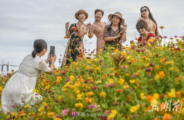 永州道縣悅游花海 百日菊進(jìn)入盛花期(圖2)