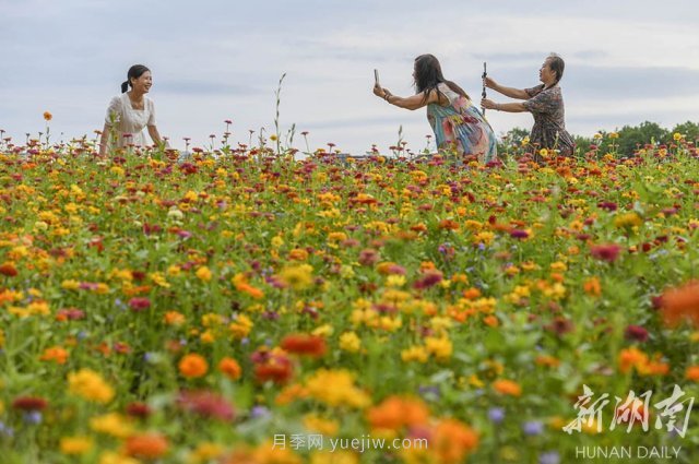 永州道縣悅游花海 百日菊進(jìn)入盛花期(圖1)