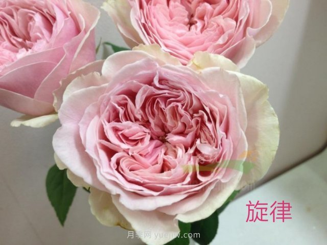 花型漂亮，8個(gè)友禪系列月季推薦(圖3)