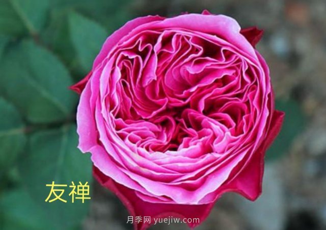 花型漂亮，8個(gè)友禪系列月季推薦(圖1)