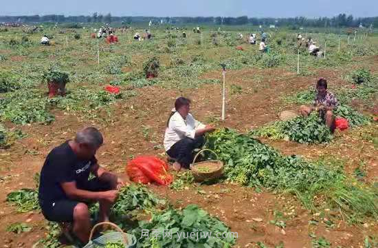 社旗縣青豆豆變金豆豆 帶動(dòng)村民致富(圖1)