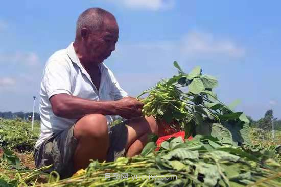 社旗縣青豆豆變金豆豆 帶動(dòng)村民致富(圖2)