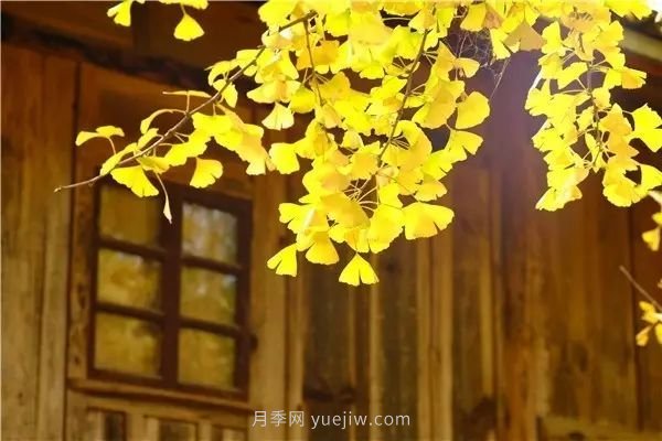 植物風(fēng)水學(xué)知識，園林人必須知道的！(圖4)