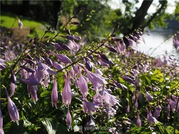 植物風(fēng)水學(xué)知識，園林人必須知道的！(圖1)