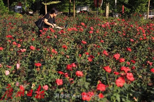 廣州花城廣場月季花海爭奇斗艷(圖4)