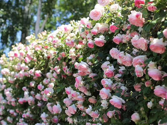 推薦3種爬藤月季，花園里輕松打造漂亮花墻(圖4)