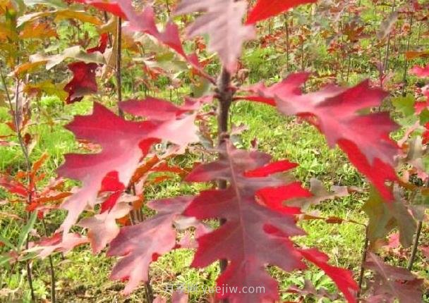 娜塔櫟如何種植養(yǎng)護？成為城市彩色行道樹(圖2)