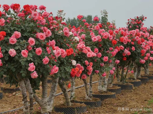 月季花可以嫁接在哪些樹？(圖1)