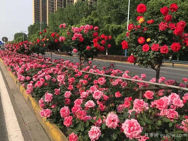 雨季園林綠化工程實施方法與措施(圖1)