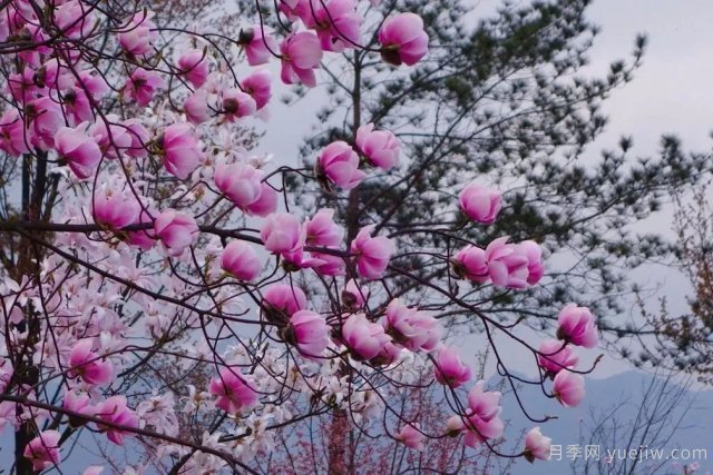 花木百科：辛夷花(圖1)