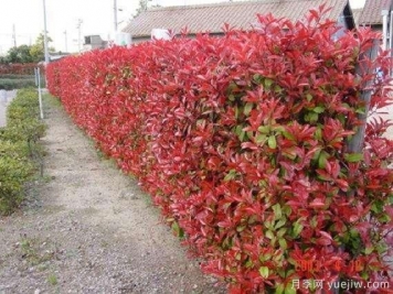 如何種植紅葉石楠？紅葉石楠種植技術(shù)