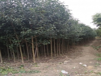 大葉女貞在種植過程中存在的缺點