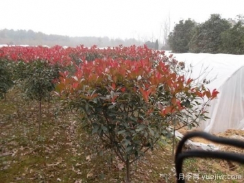 紅葉石楠苗圃土壤的消毒方法