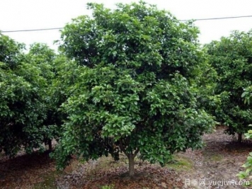 用農(nóng)藥對(duì)大葉女貞除蟲和除草方法