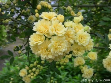 黃木香號(hào)稱開花勞模，耐寒耐熱養(yǎng)護(hù)簡(jiǎn)單