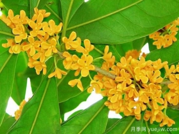 影響桂花樹(shù)開(kāi)花的因素有哪些？