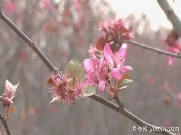 菏澤成武：千畝海棠反季節(jié)開(kāi)花，逆襲深秋成一景