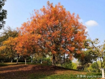 黃連木適合什么地區(qū)種植，北方可以種植嗎？