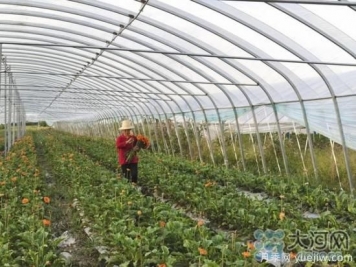 平頂山葉縣：一個村200多人做鮮花生意，鋪就致富路