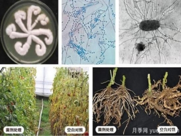 植物根結(jié)線蟲病難對付？生物農(nóng)藥有辦法