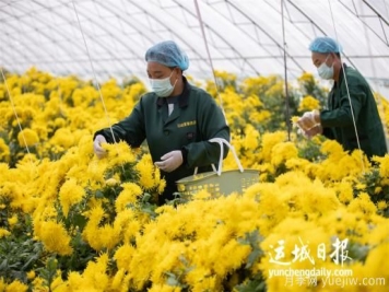 運(yùn)城夏縣金絲皇菊喜獲豐收