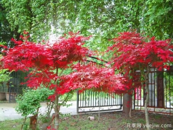 花葉芋和紅楓的修剪，使其早日成株提前開花結果