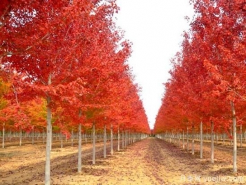 美國紅楓，可以讓園林景觀如此絕美