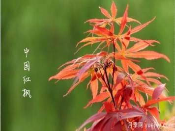 紅楓，4個紅楓品種是秋日植物里亮麗的風(fēng)景線