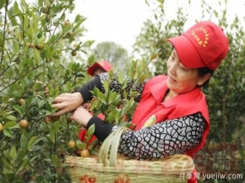 光山油茶果：從種得好到賣得好，怎么做到的