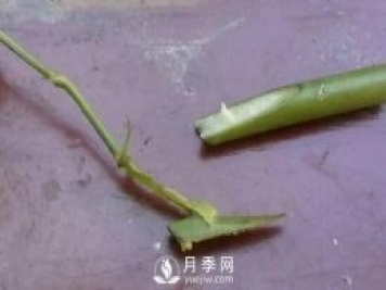 月季花就要這么嫁接 能給你家種滿花