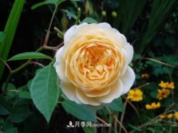 月季花這樣養(yǎng)，記住這些訣竅，開花紅艷艷